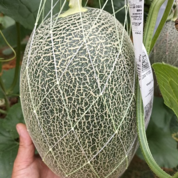 哈蜜瓜
