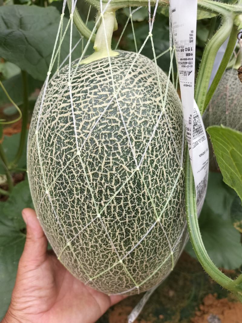 哈蜜瓜