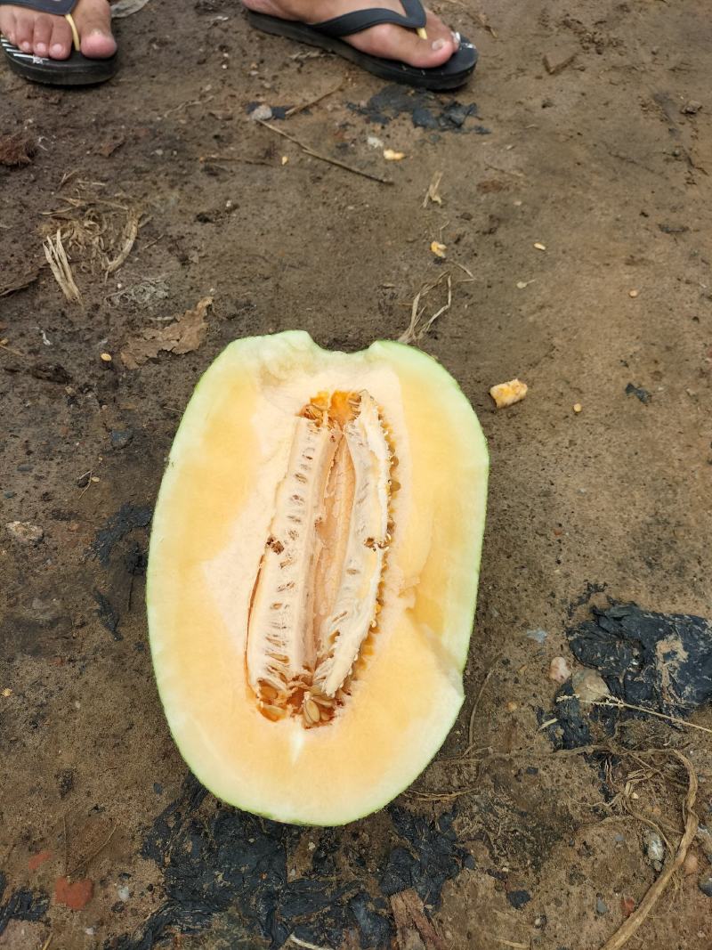 哈蜜瓜
