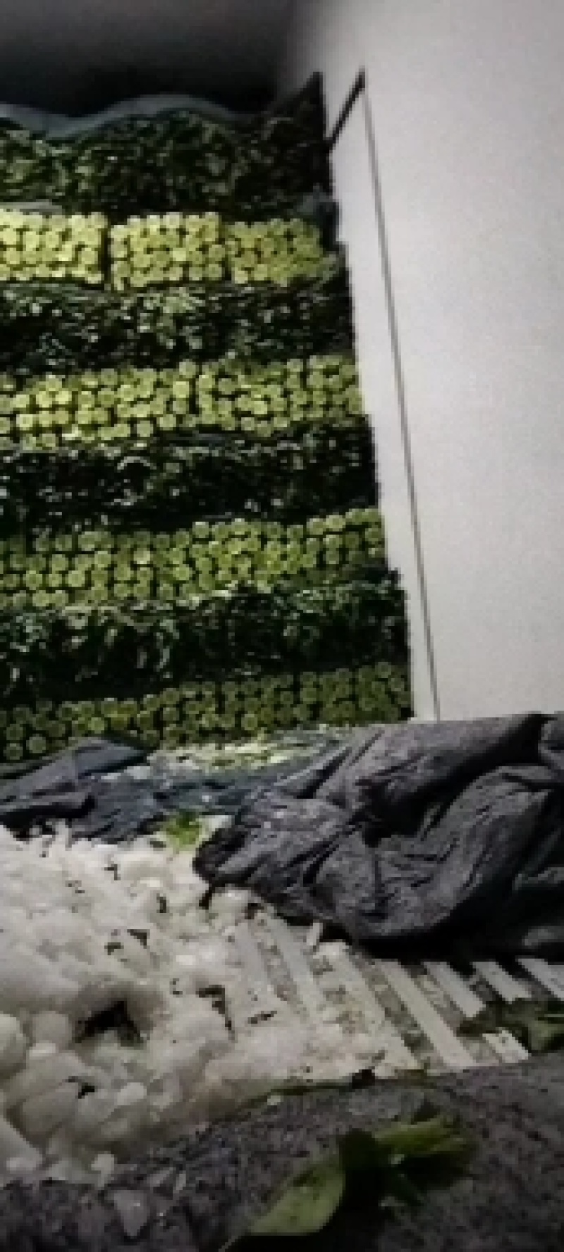 香河精品莴笋大量上市中
