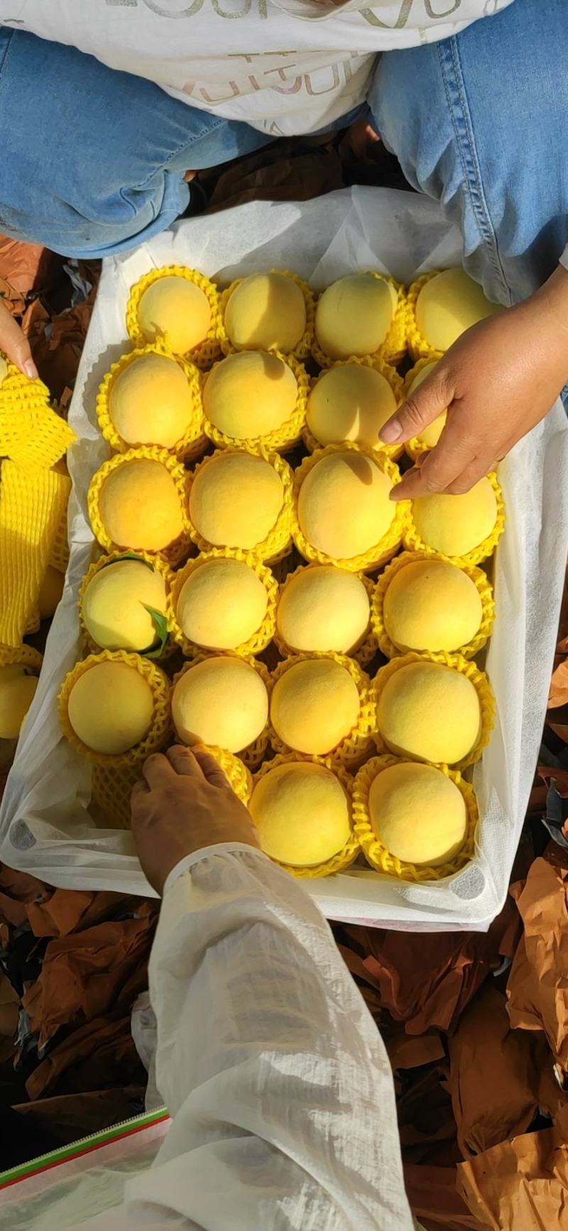 精品黄桃。黄金蜜一二号，黄金香，龙井黄桃产地直发保质保量