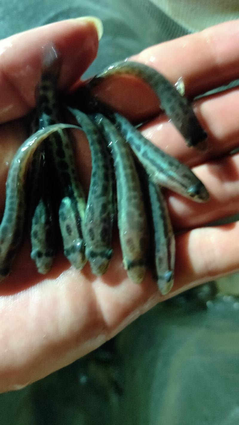 黑鱼苗产地大量供应直销质量保证，规格齐全，包技术指导。