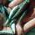 黑鱼苗产地大量供应直销质量保证，规格齐全，包技术指导。