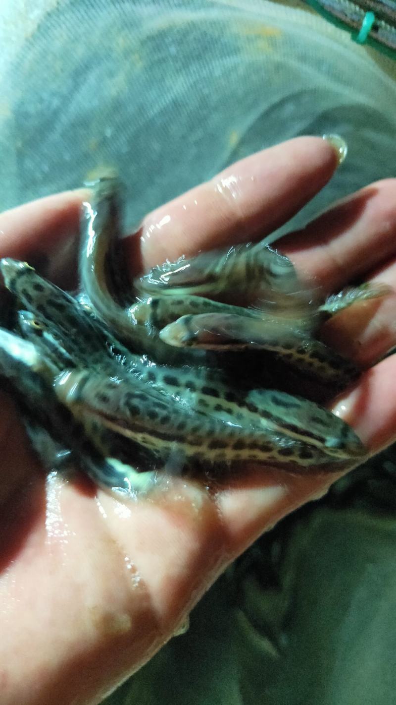 黑鱼苗产地大量供应直销质量保证，规格齐全，包技术指导。