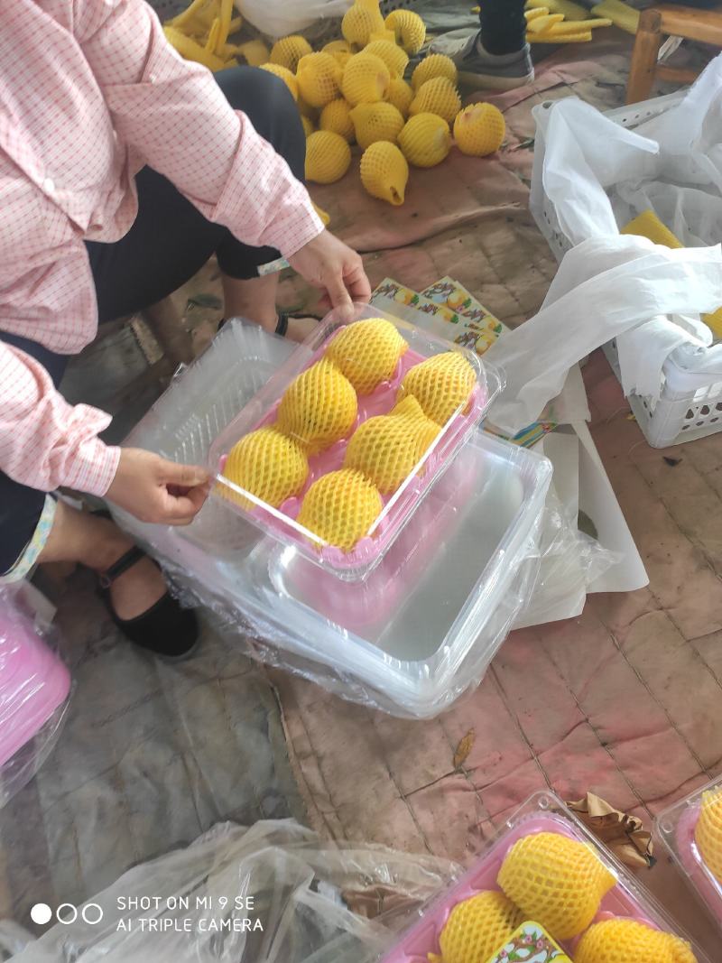 精品黄桃。黄金蜜一二号，黄金香，龙井黄桃产地直发保质保量