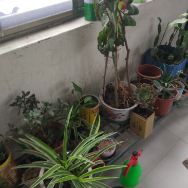 我想卖菊花，和各种花卉姐