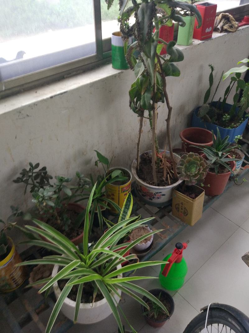 我想卖菊花，和各种花卉姐