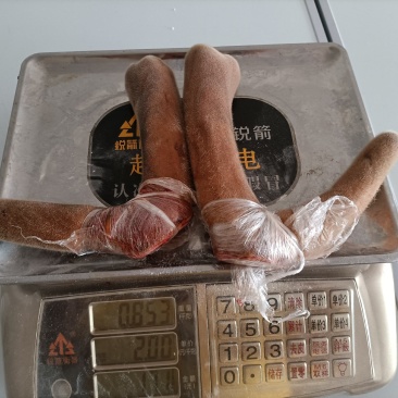 新鲜鹿茸，鹿茸，二杠，三杈，新鲜鹿茸，鹿茸，二杠，三杈！