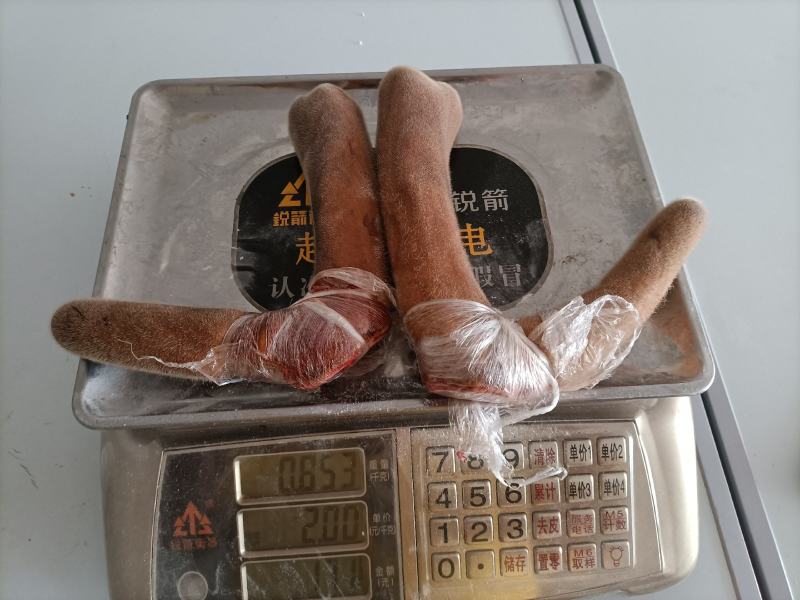 新鲜鹿茸，鹿茸，二杠，三杈，新鲜鹿茸，鹿茸，二杠，三杈！
