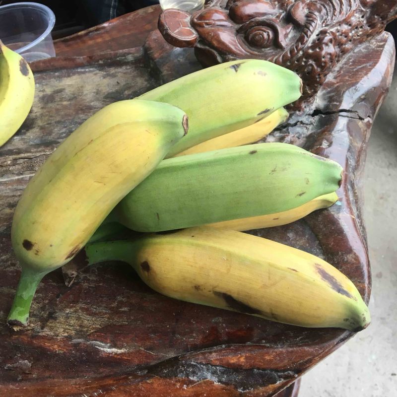 牛蕉牛角蕉大芭蕉酸奶蕉整箱包邮实力供货征代理
