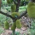 【推荐】菠萝蜜广东菠萝蜜果园直采量大优惠致电详谈