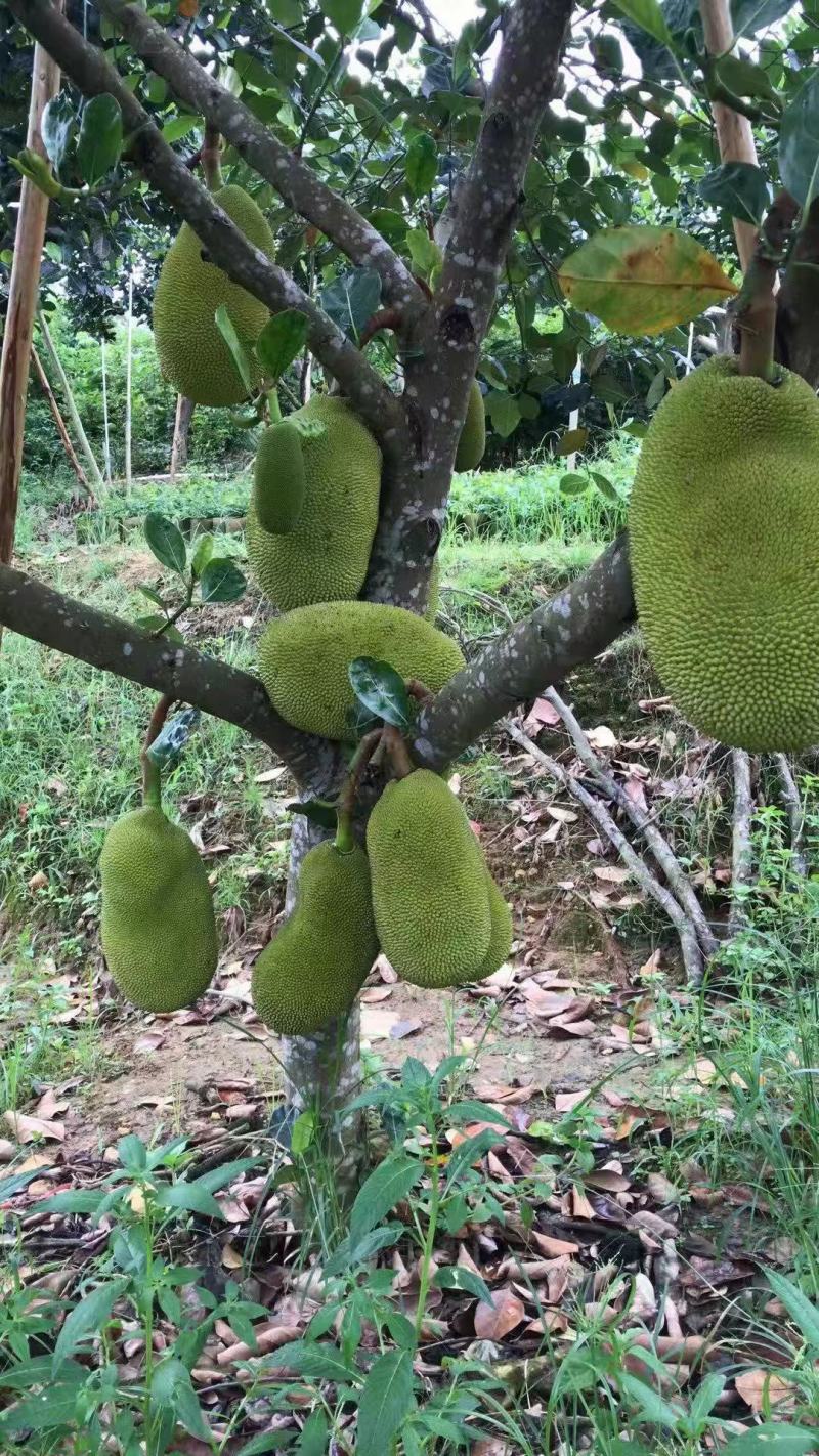 【推荐】菠萝蜜广东菠萝蜜果园直采量大优惠致电详谈