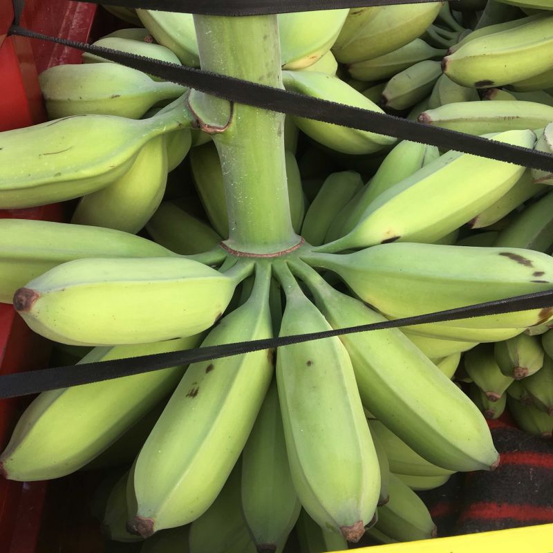 牛蕉牛角蕉大芭蕉土芭蕉酸奶蕉香蕉应季水果整箱