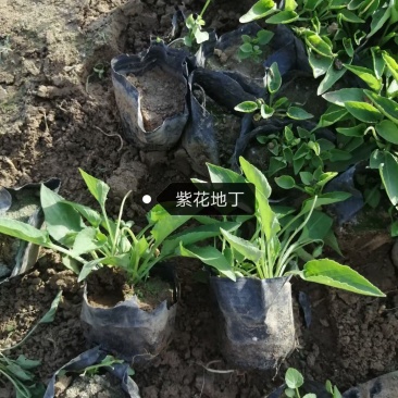 山东青州紫花地丁基地直发可视频看货品种齐全