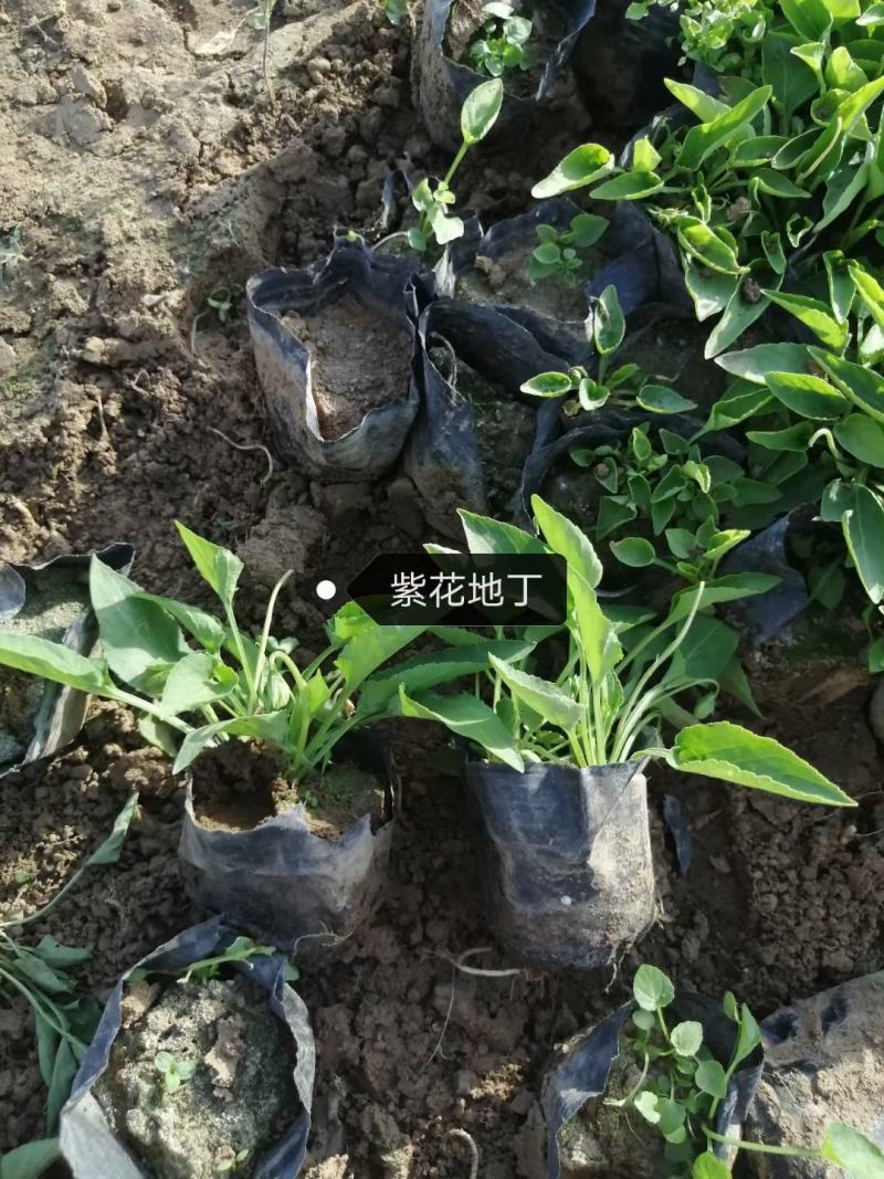 山东青州紫花地丁基地直发可视频看货品种齐全
