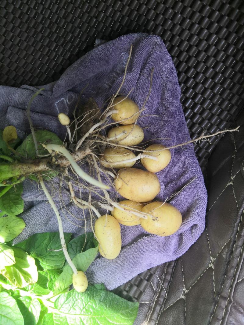 【优选】黑龙江土豆荷兰十五荷兰七颜色好薯型好土豆