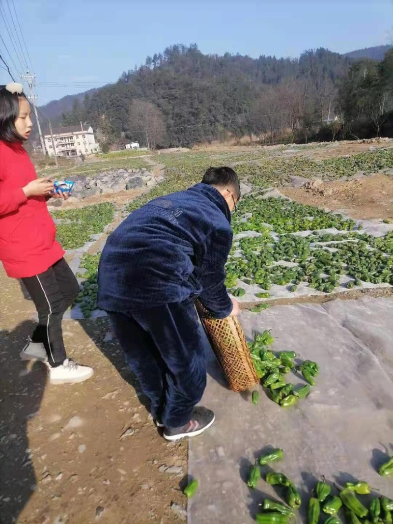正宗本地安化干白辣椒皮
