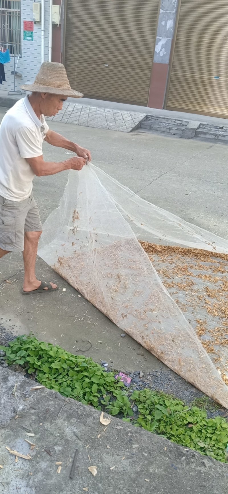 正宗本地安化干白辣椒皮