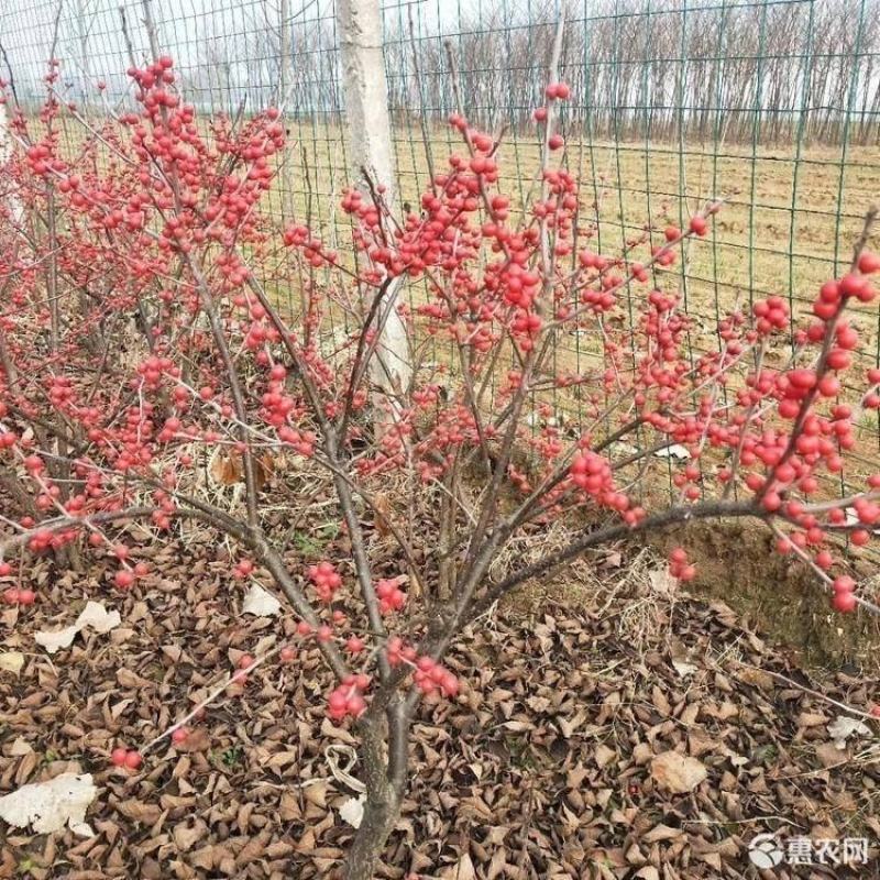 北美冬青苗圃直销保证成活率低价出售品种保证