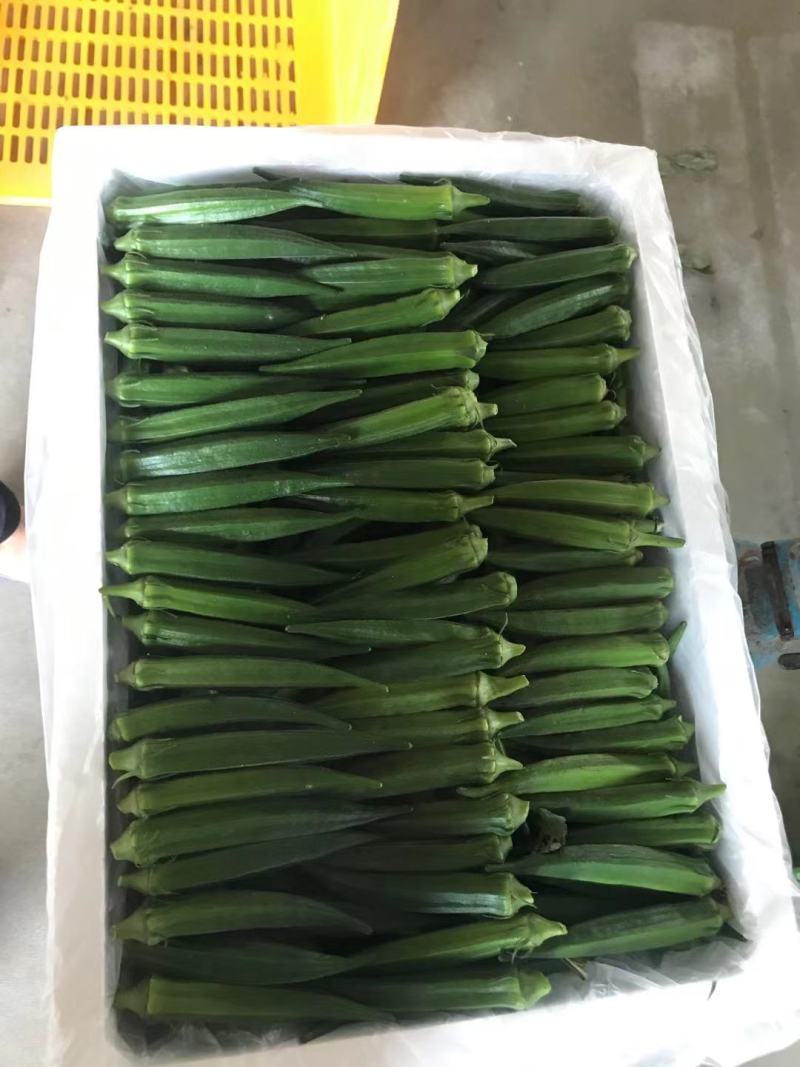 当季新苗现摘精品水果秋葵10~14cm