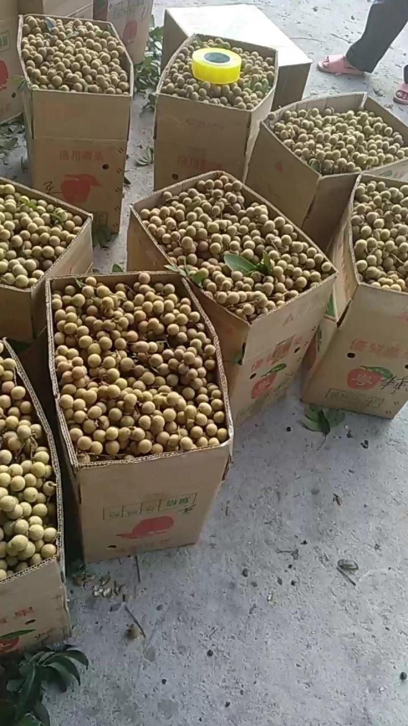 石硖龙眼已上市，诚信经营，支持果园订货，