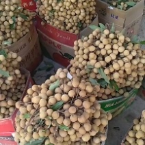 精品石硖，产地直销，试信经营，果园订货，一条龙。