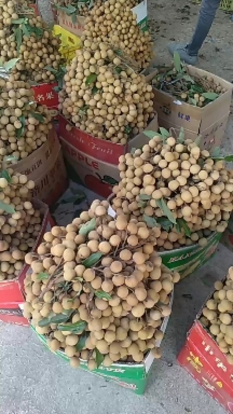精品石硖，产地直销，试信经营，果园订货，一条龙。