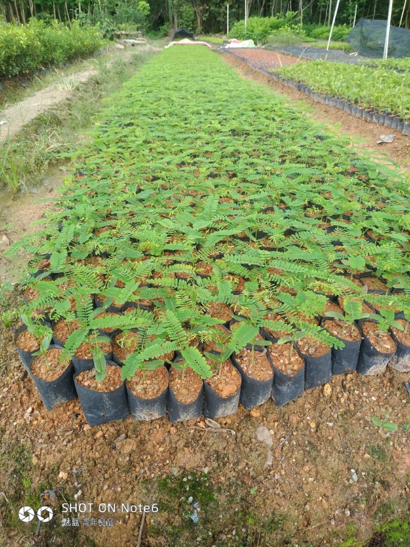 凤凰木新苗有10公分高了。