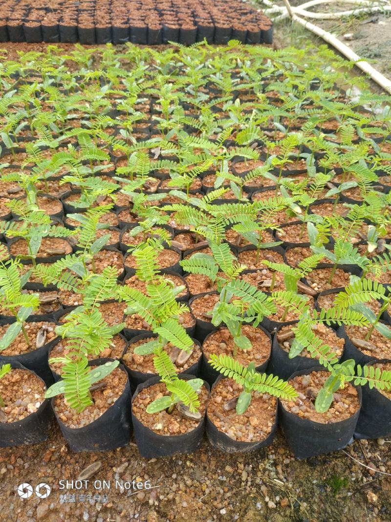 凤凰木新苗有10公分高了。