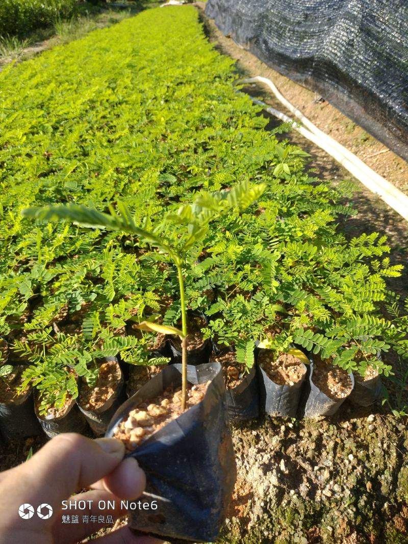 凤凰木新苗有10公分高了。