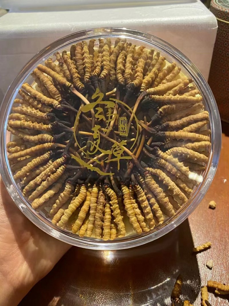 一年一季新鲜冬虫夏草快结束了