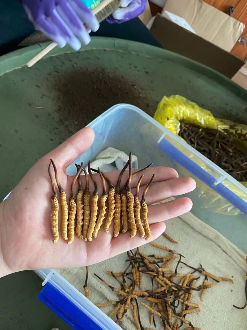 一年一季新鲜冬虫夏草快结束了