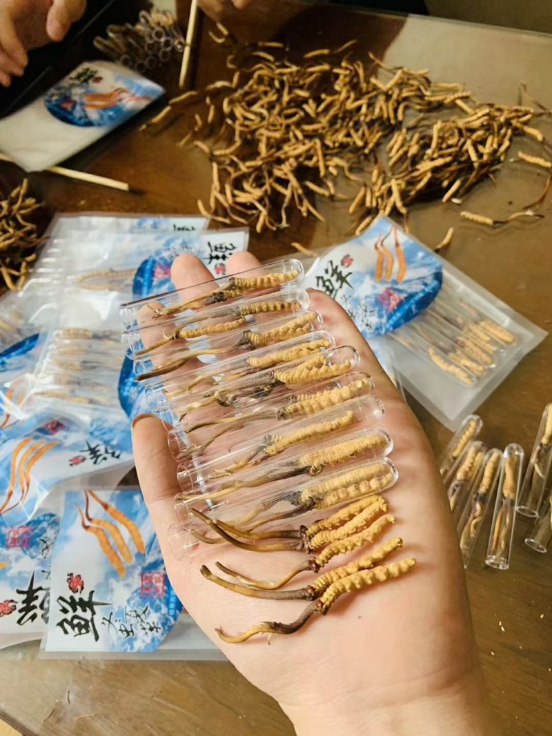 一年一季新鲜冬虫夏草快结束了