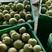 广西桂林优质翠冠桂花梨，产地直供，一手货源