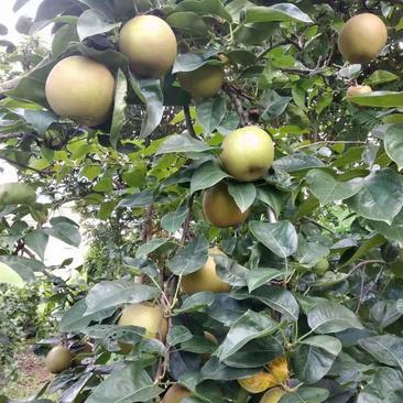 广西桂林优质翠冠桂花梨，产地直供，一手货源
