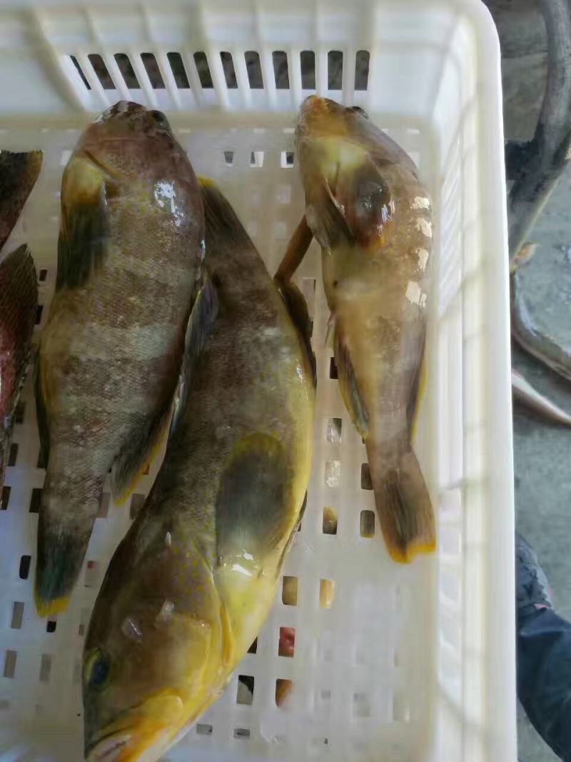 石斑鱼，深海石斑鱼，东山岛海鲜，一件代发
