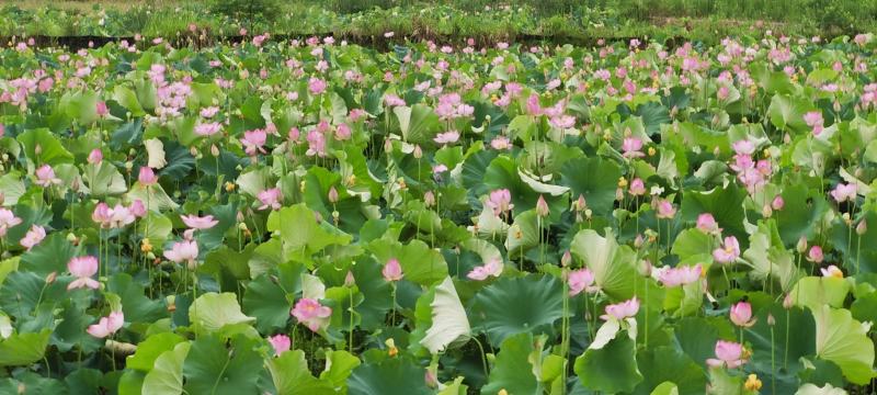 2026莲蓬大量可以卖了货量有限需要提前预订哦