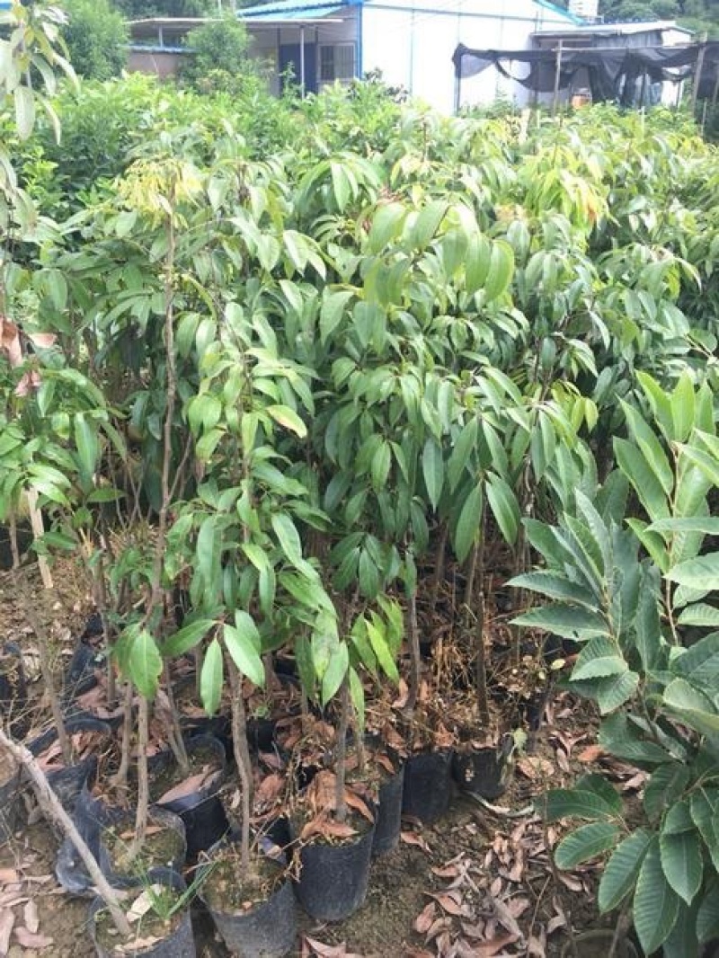 果树苗果苗水果苗果树
