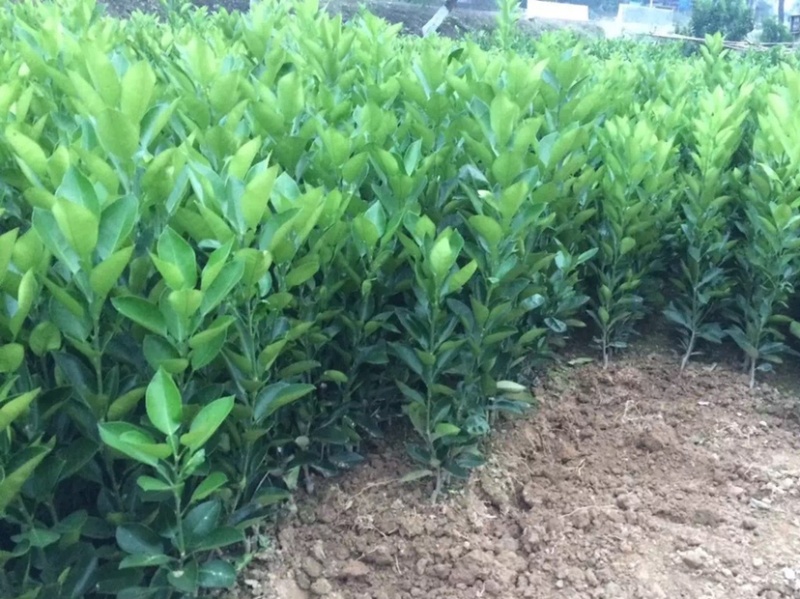 果树苗果苗水果苗果树