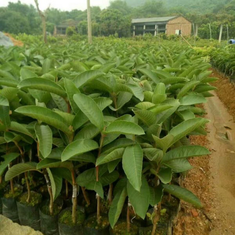 果树苗果苗水果苗果树