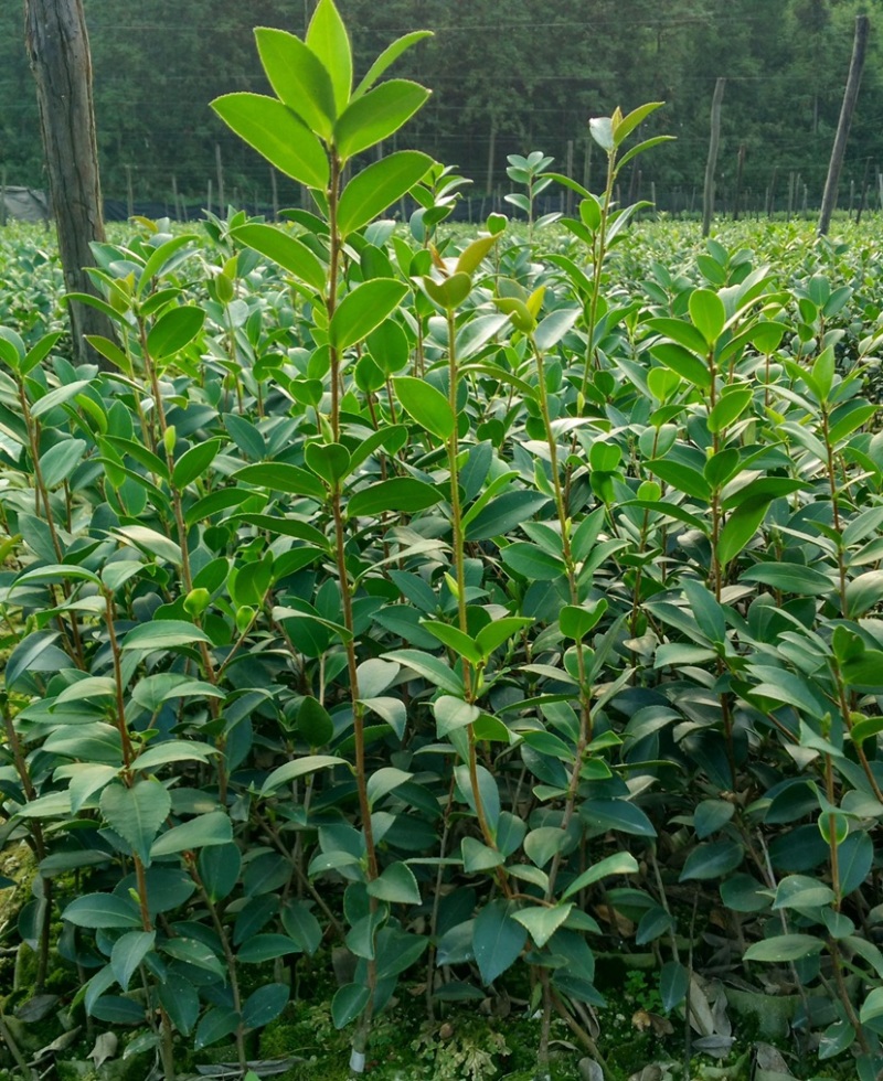 果树苗果苗水果苗果树
