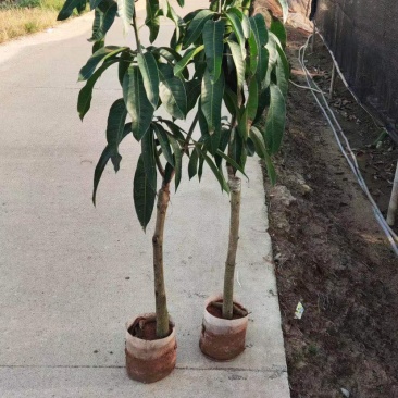 果树苗果苗水果苗果树