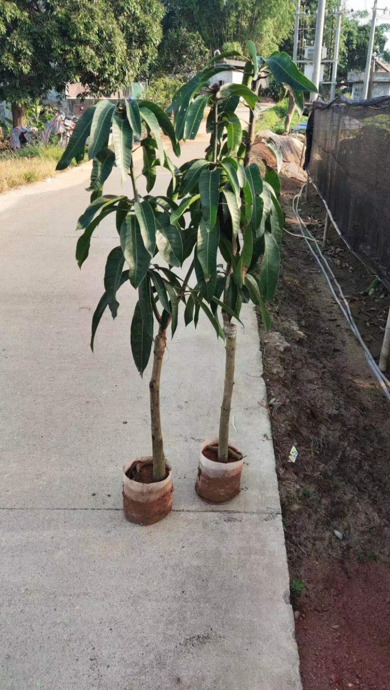 果树苗果苗水果苗果树
