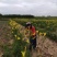 产地热销【黄花菜】山西万亩黄花基地。宋姐采摘直销！