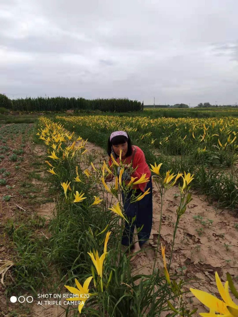 产地热销【黄花菜】山西万亩黄花基地。宋姐采摘直销！