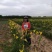 产地热销【黄花菜】山西万亩黄花基地。宋姐采摘直销！