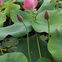 荷花大量水生植物基地直供质优价廉