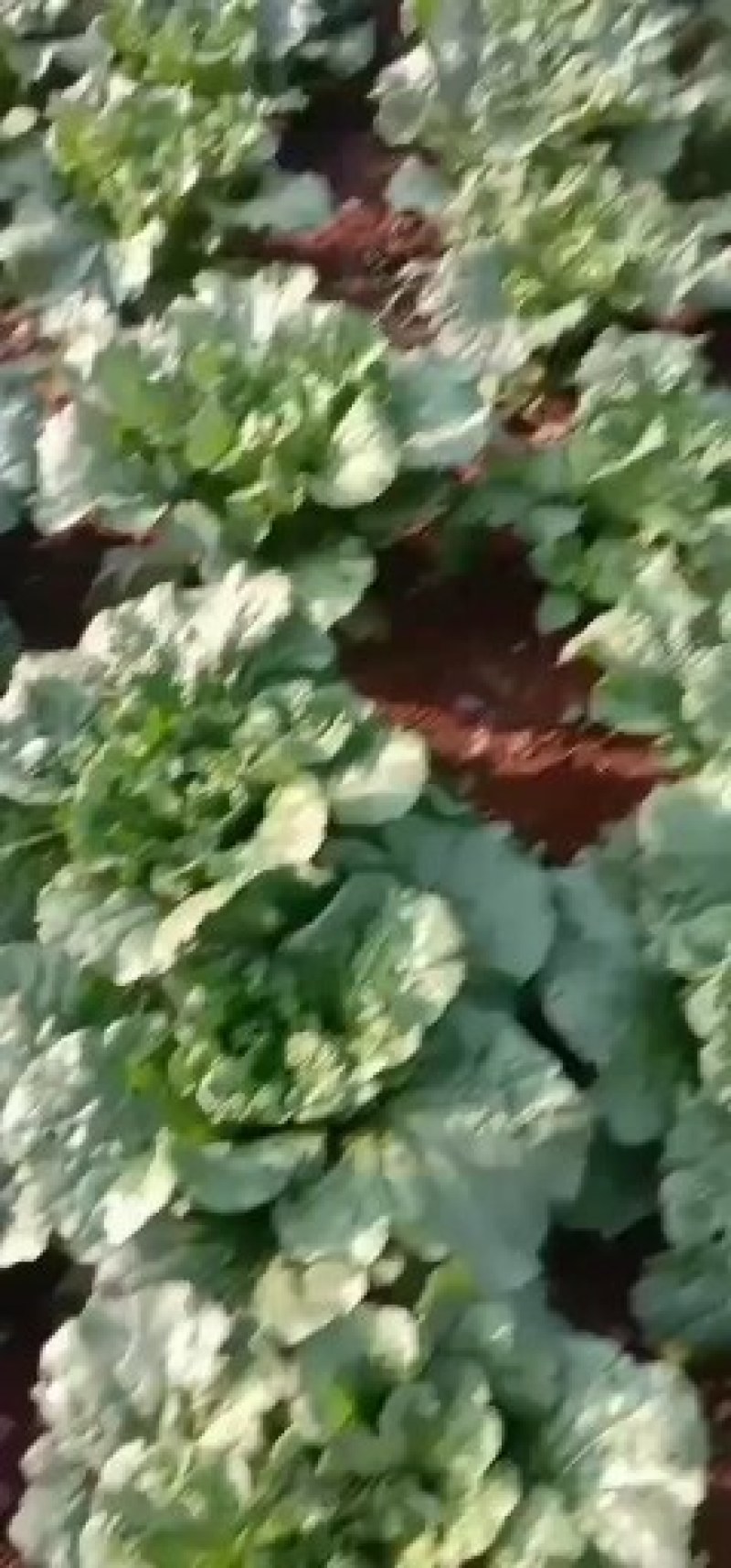 青口白