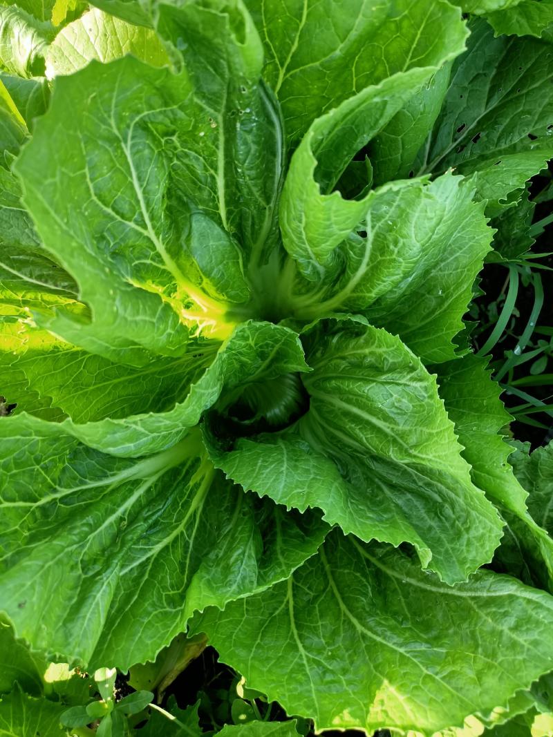 精品芥菜上市