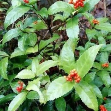草珊瑚，九节风，九节茶，接骨风
